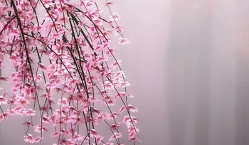 Custom 3D Tapetai, Freskos 3D kambarį, tv Foną Miegamajame Tapetai Fantasy pink cherry blossom 