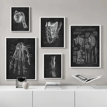 Drobė, Tapyba Black Žmogaus Anatomija Iliustracijų, Plakatų Medicinos Raumenų Skeletas Nuotrauką Spausdinti Švietimo Ligoninės, Klinikos Sienų Dekoras