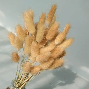 Lagurus Ovatus Natūralių Džiovintų Gėlių Triušio Uodega Žolės Vestuvių Namų Puošybą Laytail Gėlių Priedai Rekvizitai Pampos