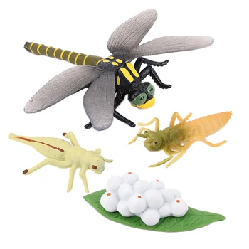 4 Etapai Gyvenimo Ciklo Dragonfly Pobūdžio Vabzdžių Gyvenimo Ciklų Augimo Modelis Žaidimas Prop Vabzdžių, Gyvūnų Natūralus Žaislas