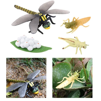 4 Etapai Gyvenimo Ciklo Dragonfly Pobūdžio Vabzdžių Gyvenimo Ciklų Augimo Modelis Žaidimas Prop Vabzdžių, Gyvūnų Natūralus Žaislas