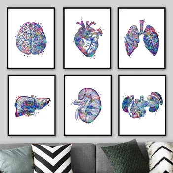Anatomija Žmogaus Organų, Galvos Smegenų, Širdies, Kepenų Sienos Meno Tapybos Drobės Šiaurės Plakatai Ir Spausdina Sienos Nuotraukas Gyvenimo Kambario Dekoro