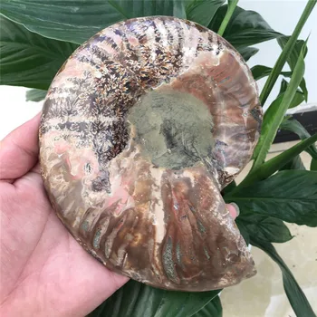 1pcs didelis dydis madagaskaras fosilijos vaivorykštės ammonite natūralių akmenų ir mineralų pavyzdys graži Kalėdinė dovana 400-500g