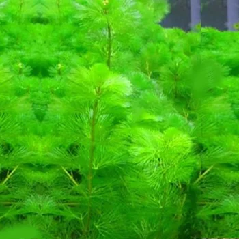 Modeliavimo Vandens Žolė Žalia Dirbtinės Plastikinės Vandens Augalų Žolės Modeliavimas Vandens Augalų Ir Žuvų Bakas Akvariumo Dekoras Prekes