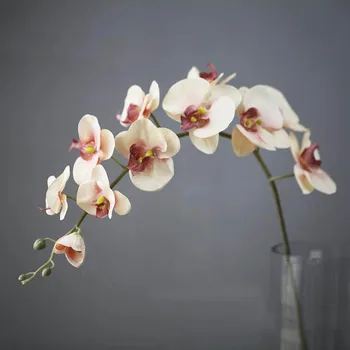 11 Vadovai Šilko Orchidėja Phalaenopsis Gėlės 