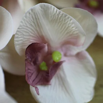 11 Vadovai Šilko Orchidėja Phalaenopsis Gėlės 