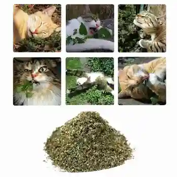 50g Katžolių Natūralus Kačių Žaislai Catmint Šviežių Kvėpavimas Švarus Miega Burną Kvapnios Geros Katžolių, Kad L6C1