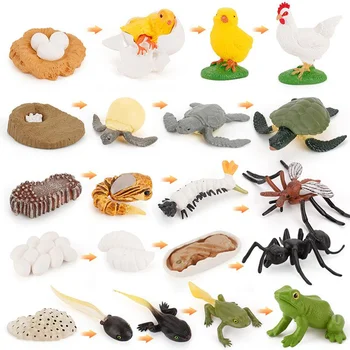 Mini Gyvūnų Gyvenimo Ciklo Žaislas Realus Vėžlys//Varlė Pav Augimo Proceso Modelis Vaikai Ankstyvojo Mokymosi Žaislai
